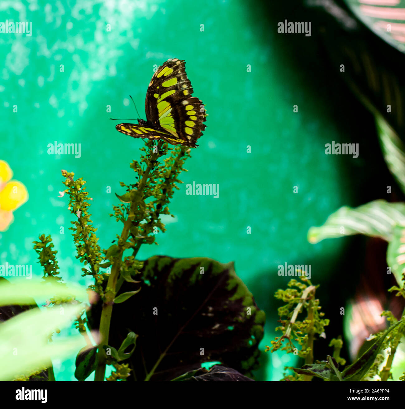 Close up of a swallowtail butterfly dans la Maison des papillons dans le Burggarten, Vienne, Autriche Banque D'Images