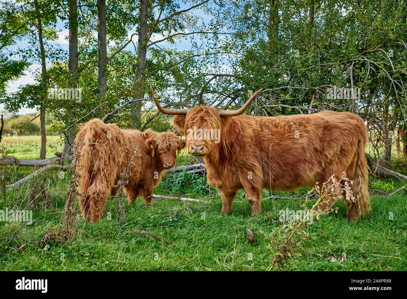 Highland cattle ou Kyloe au pâturage, Waldfeucht, Rhénanie du Nord-Westphalie, Allemagne Banque D'Images