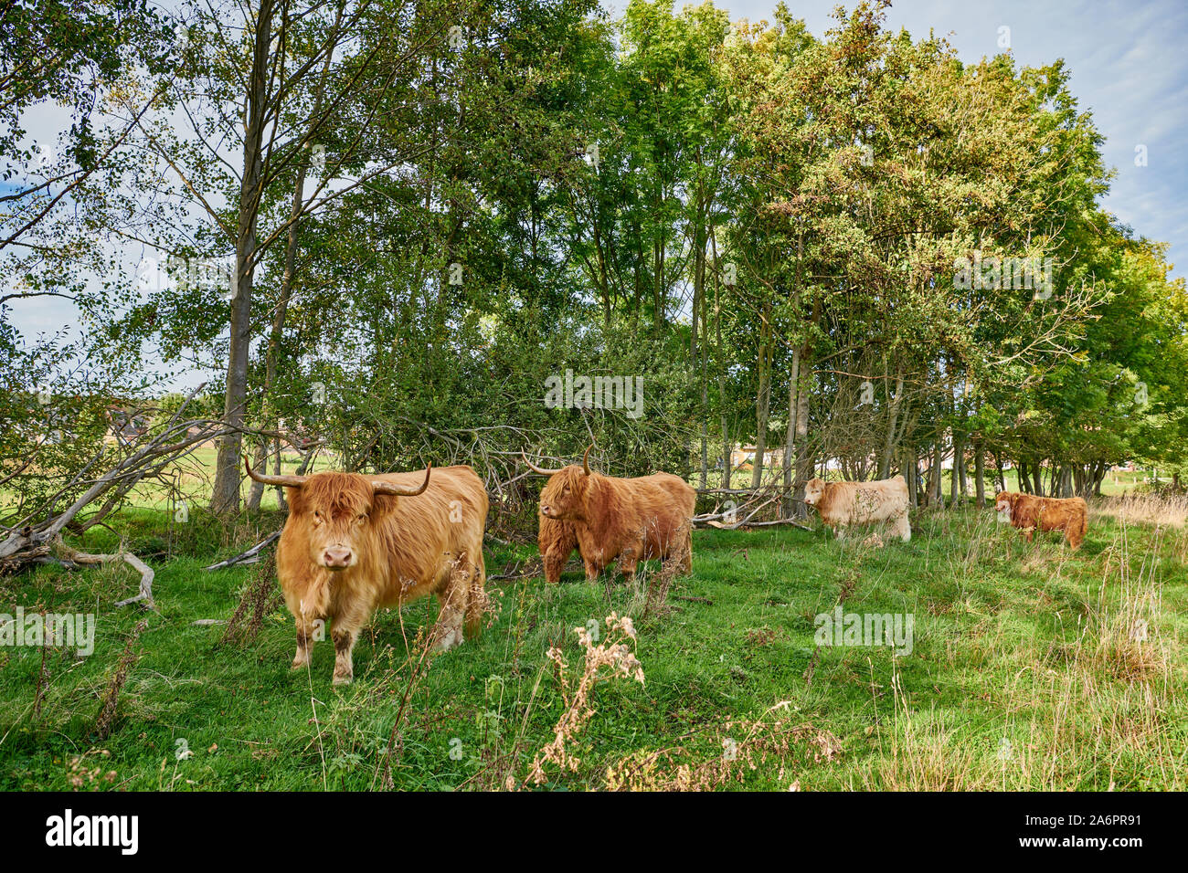 Highland cattle ou Kyloe au pâturage, Waldfeucht, Rhénanie du Nord-Westphalie, Allemagne Banque D'Images