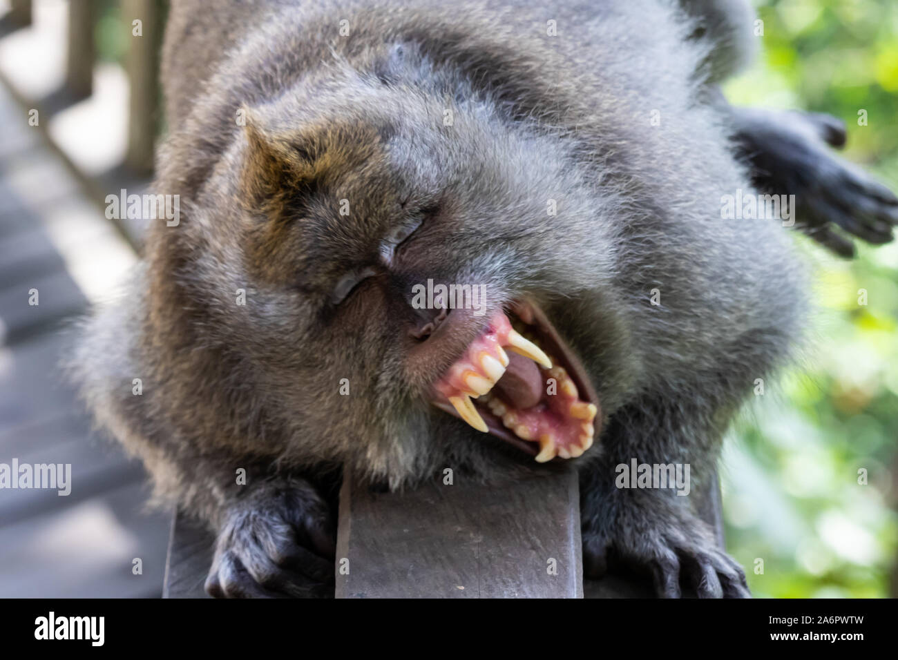 Singe à longue queue balinais (Macaque), portant sur la balustrade de bois face à l'appareil photo. Les bâillements, yeux clos, l'affichage de longues dents. De Ubud, Bali, Indonésie. Banque D'Images