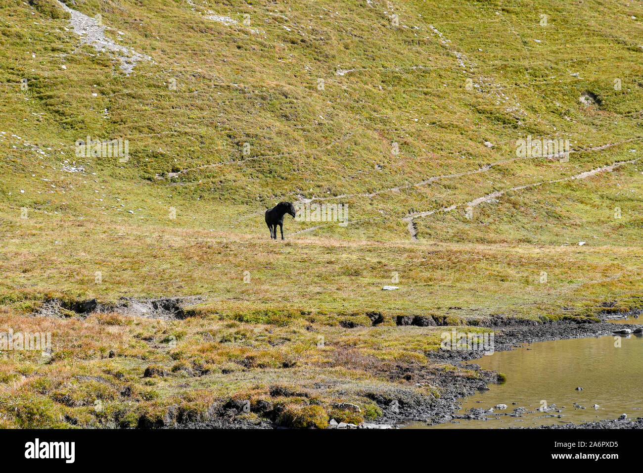 Un cheval noir se dirigeant vers un lac de montagne des Alpes italiennes à la fin de l'été, Chianale, Pic d'Asti Lake, Cuneo, Piémont, Italie Banque D'Images