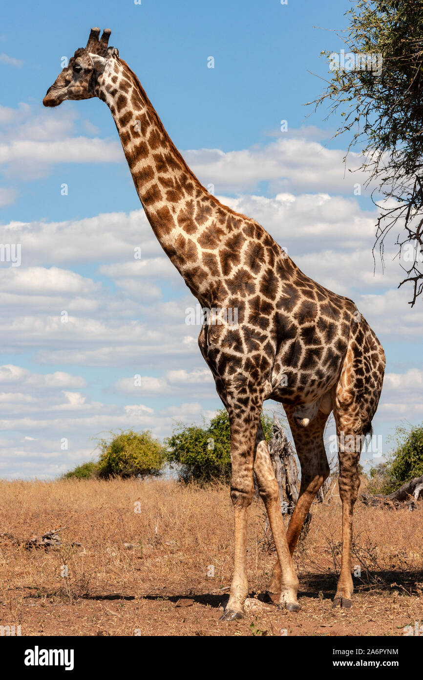 Un mâle Girafe (Giraffa camelopardalis). Même un africain-toed mammifère ongulé vivant, le plus haut et le plus grand animal terrestre ruminant. Savuti Banque D'Images