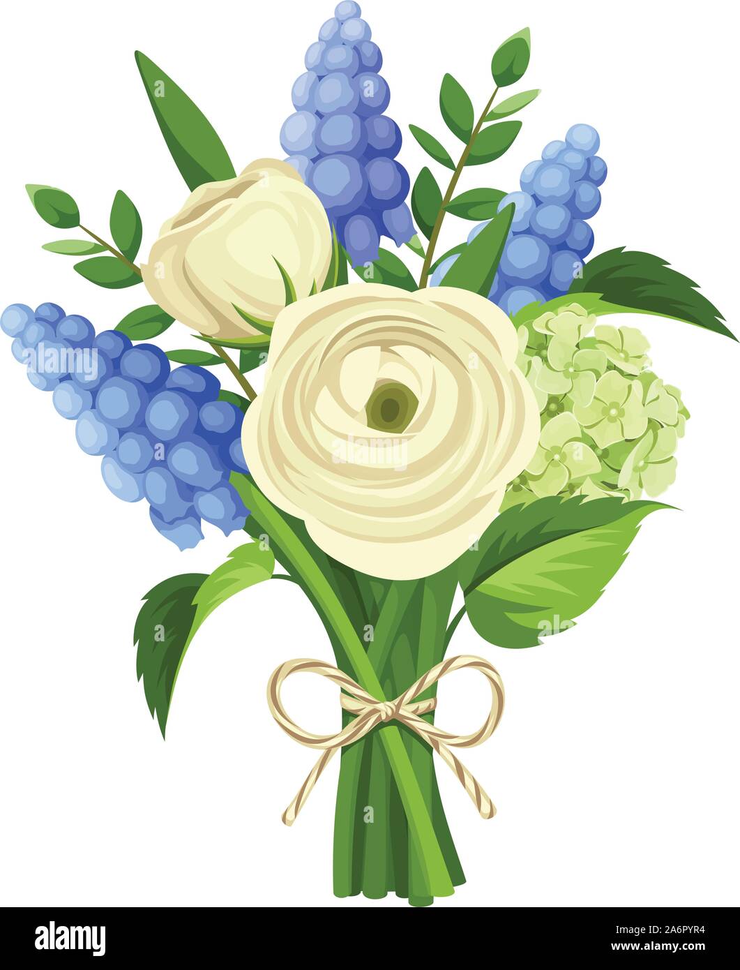 Bouquet de renoncules blanches vecteur bleu et muscaris fleurs isolé sur un  fond blanc Image Vectorielle Stock - Alamy