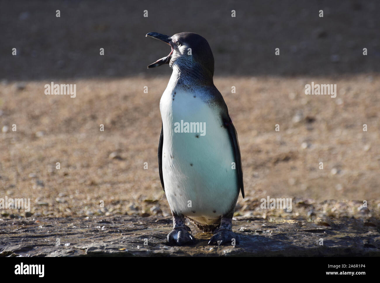 Humboldt Penguin regardant à gauche appelant avec son bec ouvert Banque D'Images