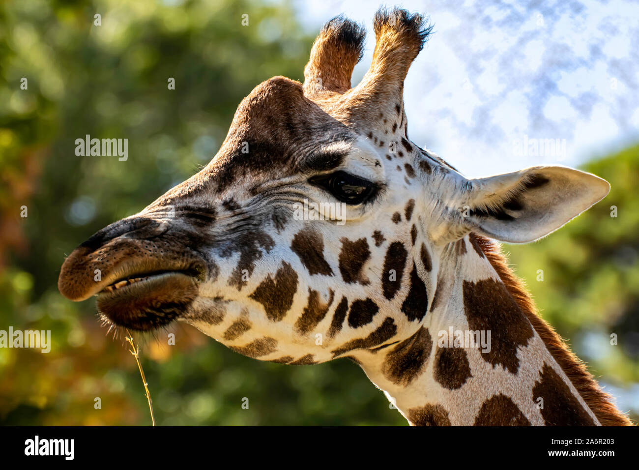 Girafe du nord Banque D'Images