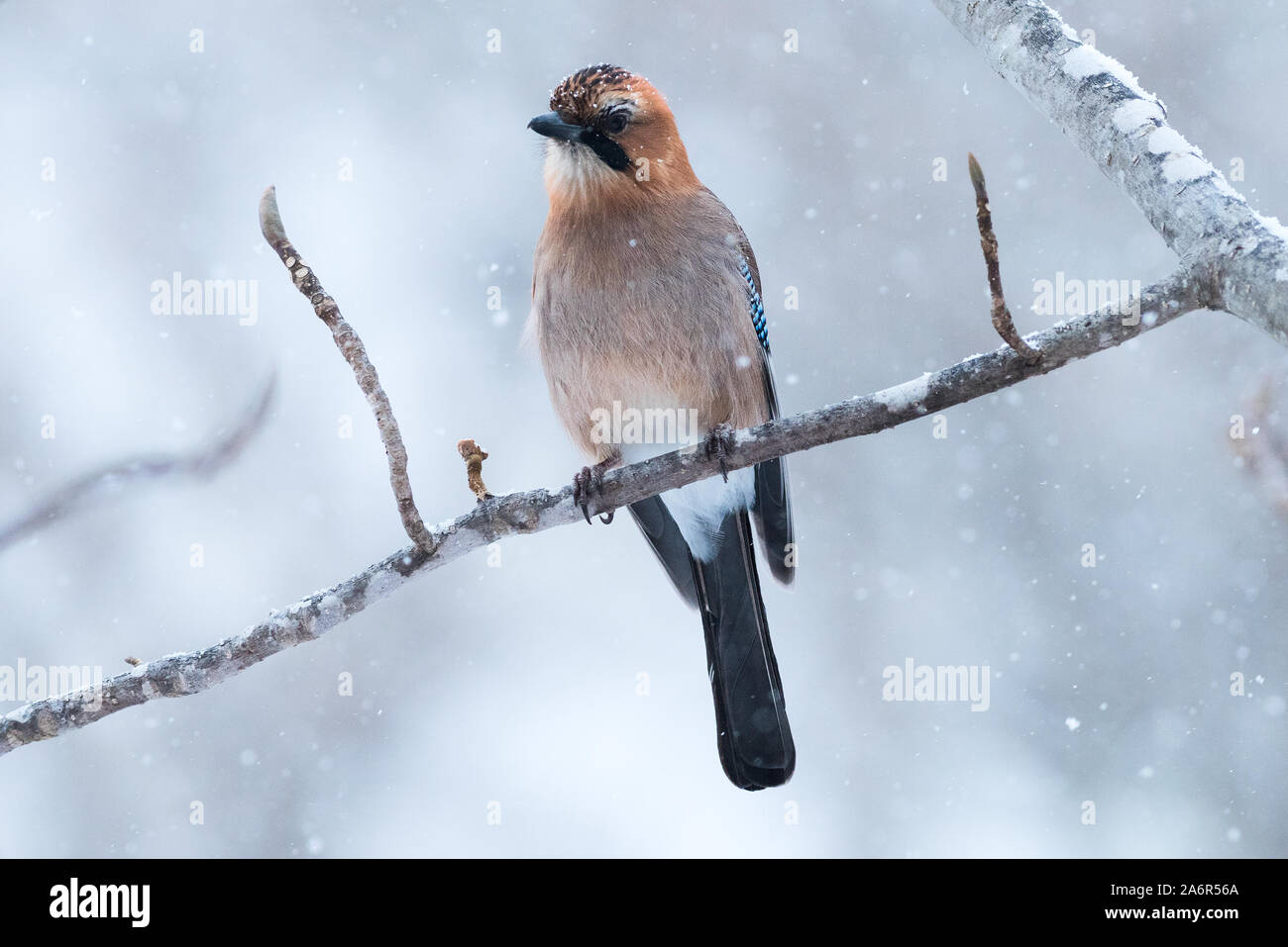 En hiver des oiseaux de Nice du Japon Banque D'Images