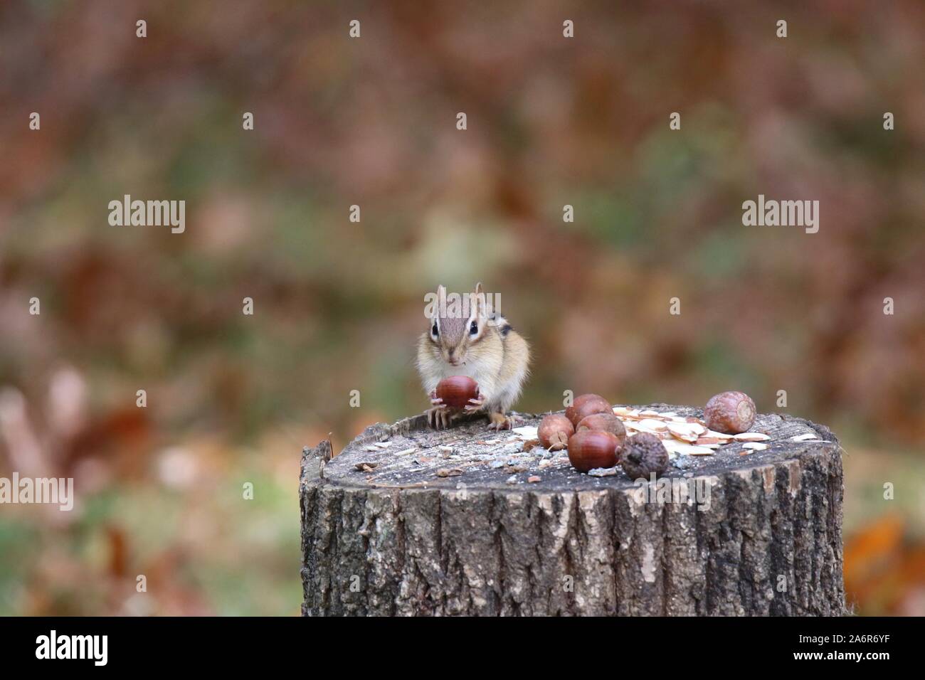 Un tamia rayé assis sur un arbre automne dessouchage et acorn manger Banque D'Images