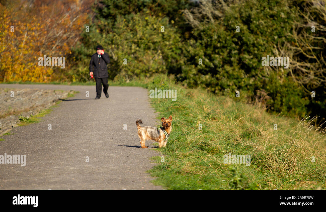 Tayside, Dundee, Écosse, Royaume-Uni, 28 Octobre 2019 : Météo France. Un froid matin d'automne avec les longues périodes d'ensoleillement tout au long de la journée avec température maximale de 9°C. Les promeneurs de chiens promènent leurs chiens autour du Clatto Country Park à Dundee. Credit : Dundee Photographics / Alamy Live News Banque D'Images