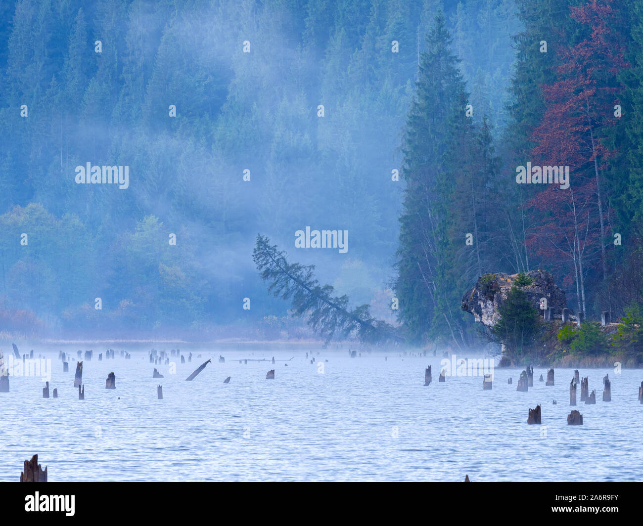 Jour brumeux de l'automne sur le lac rouge ou rouge lac situé dans la région de Harghita, Roumanie Banque D'Images