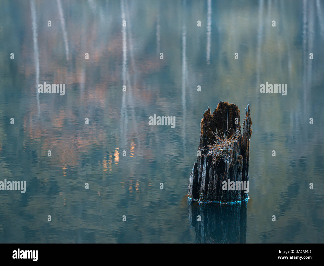 Souche d'arbre en miroir dans le lac à l'automne 24 Banque D'Images