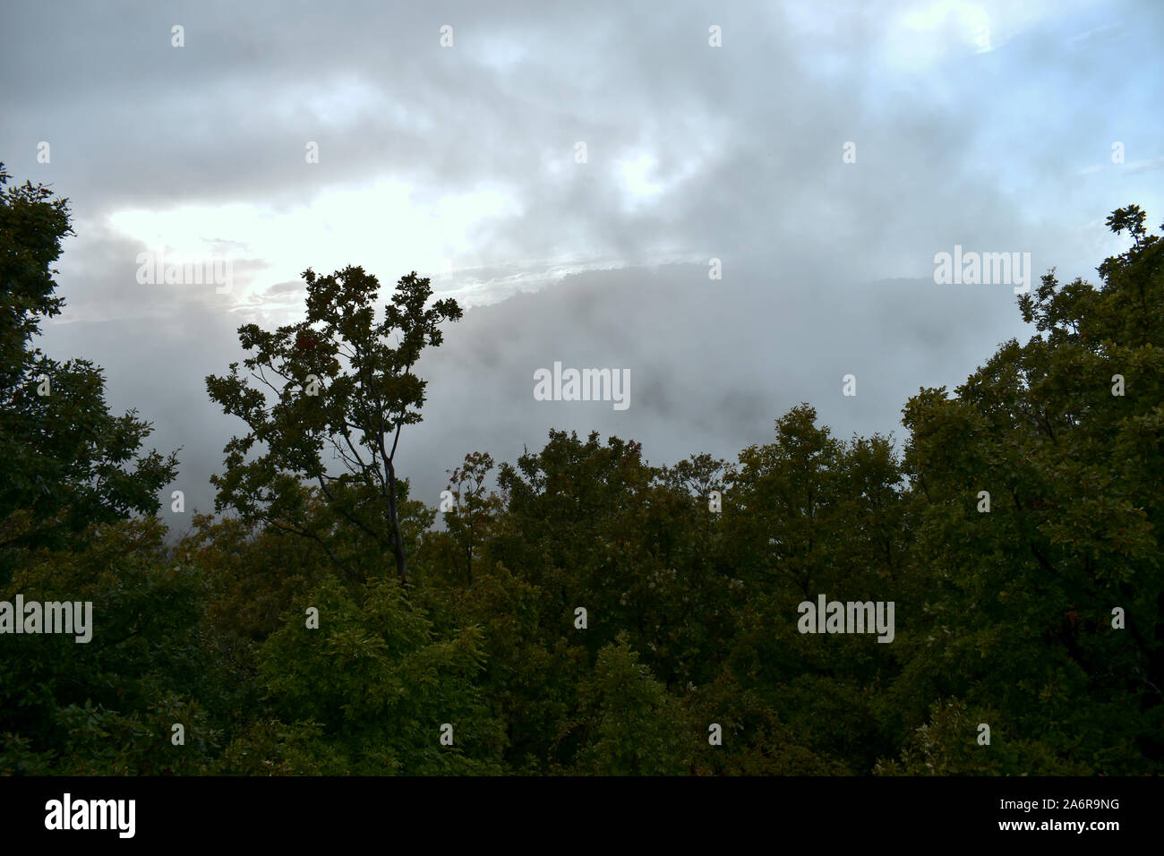 Forêt après la pluie avec fond brumeux Banque D'Images