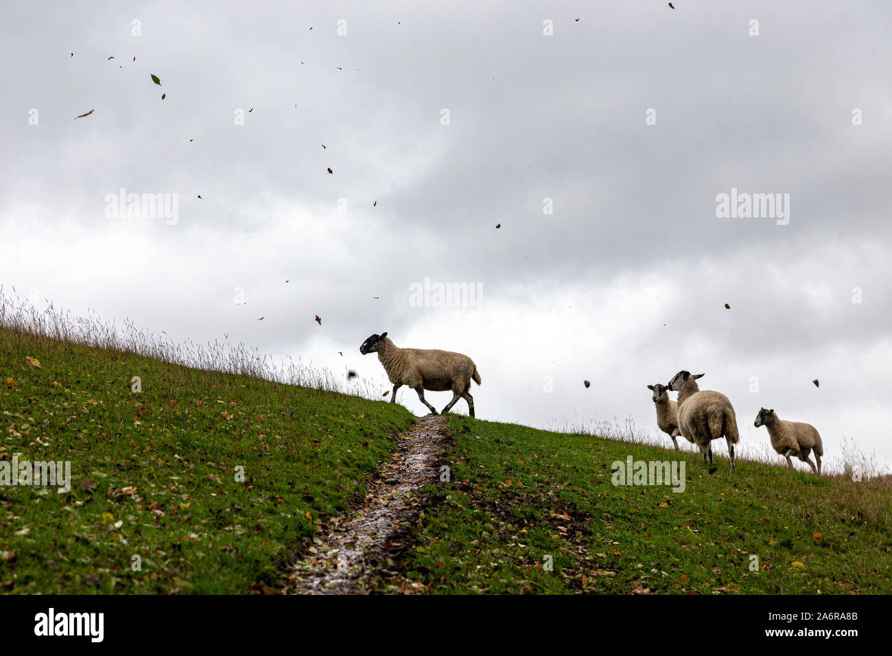 Domaine agricole près de Dunsford, Agriculture,Devon, paysage spectaculaire, ciel dramatique, l'Angleterre, l'anglais de la culture, le parc national du Dartmoor, ferme, Banque D'Images