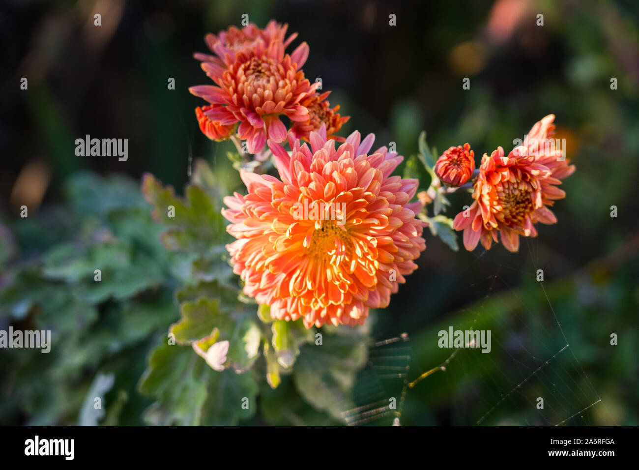 Fleur de chrysanthème orange avec Spider web. Banque D'Images