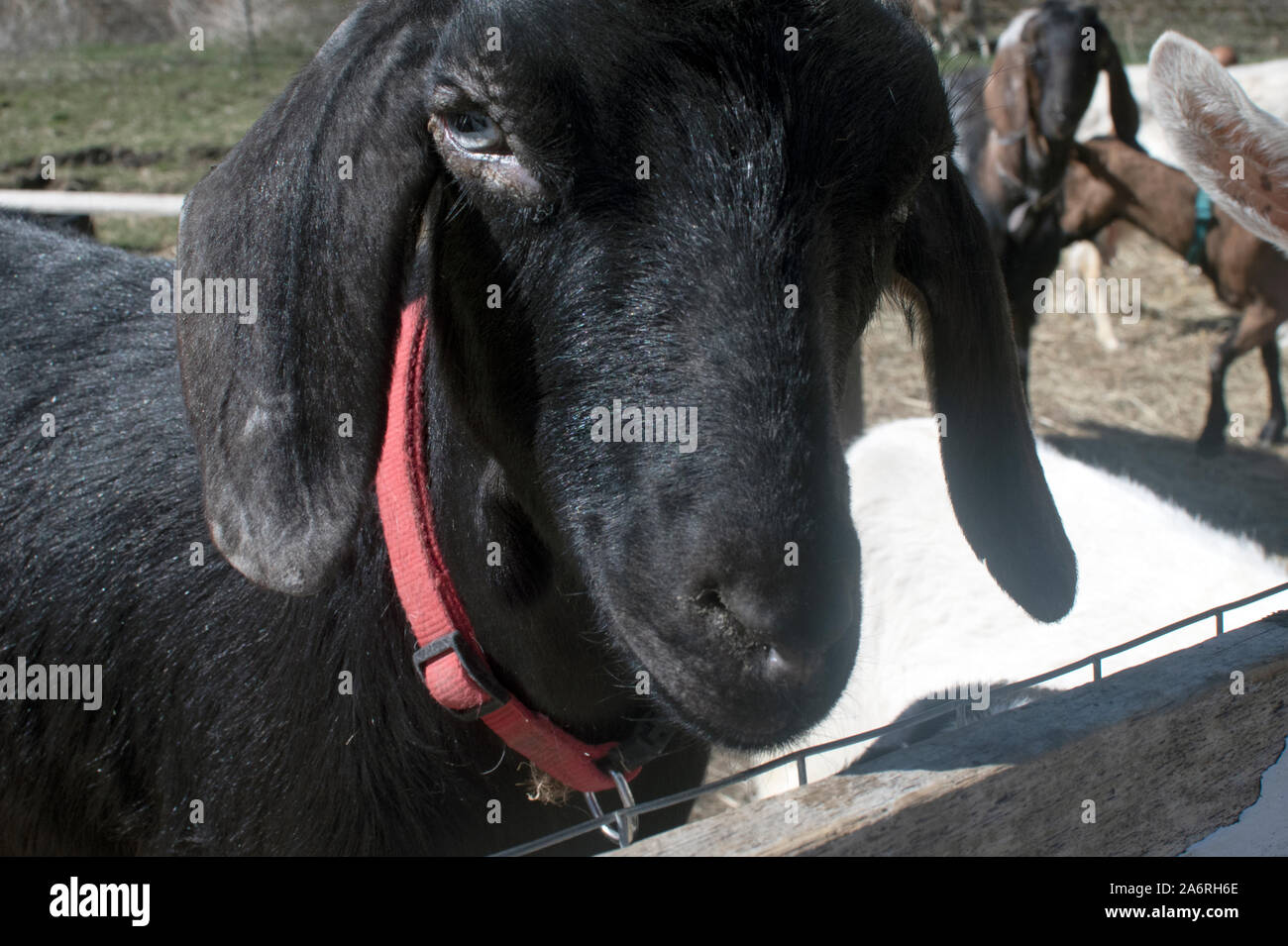 Close up of black Billy Goat Banque D'Images