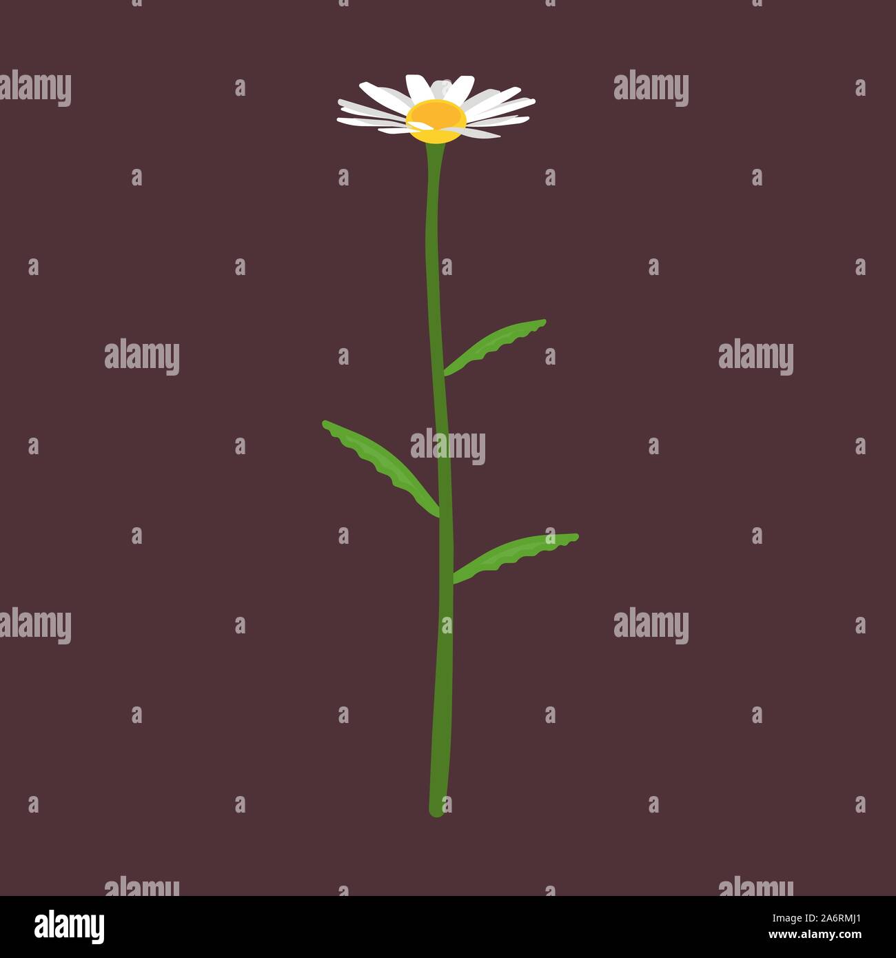 Vue latérale de l'icône vecteur camomille fleur nature. Plante à fleurs jaunes fleurs Daisy feuille. Plantes vert gazon. Beauté décoration ci-dessus Illustration de Vecteur