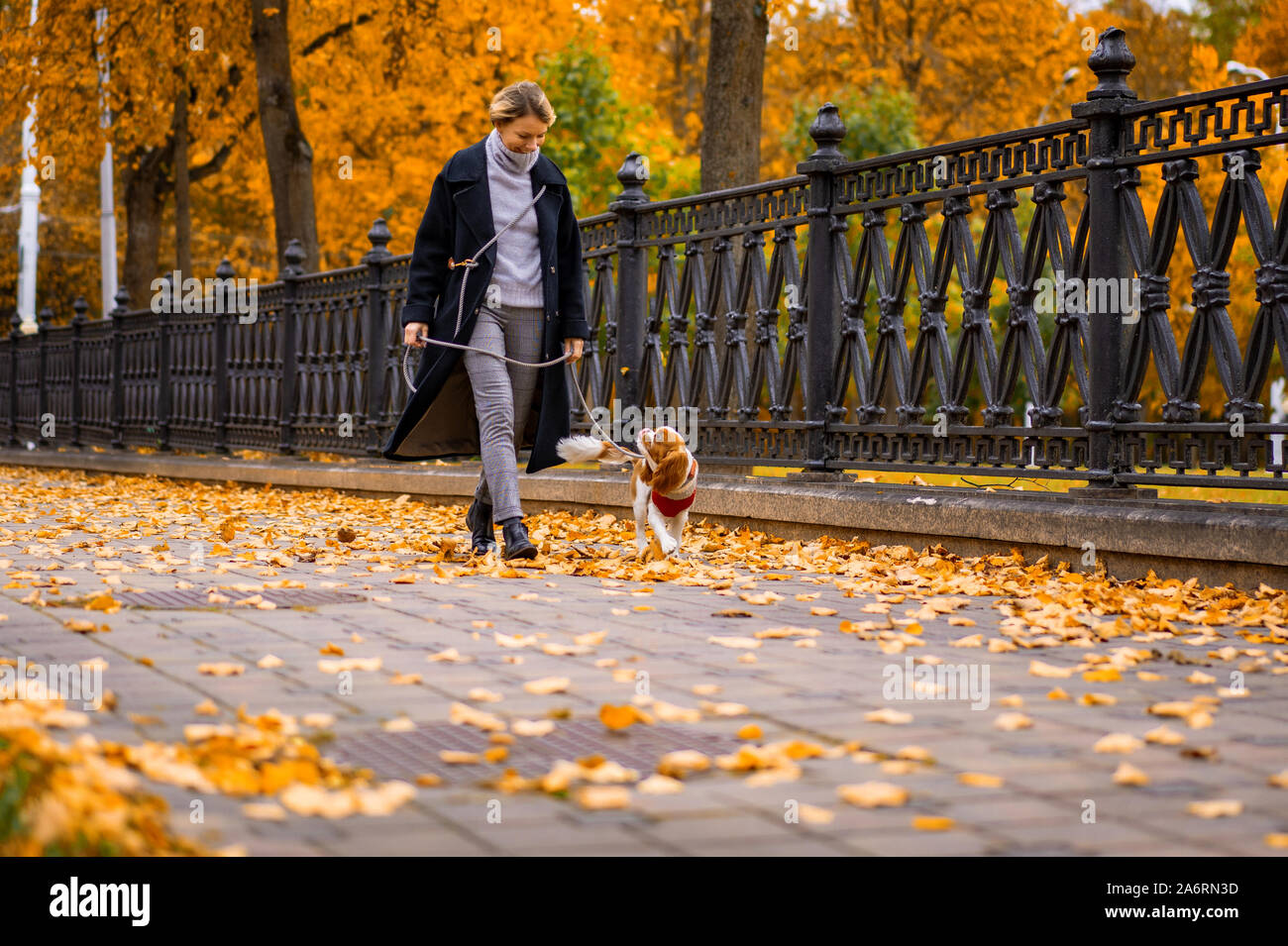 Femme marche en automne parc avec un Cavalier King Charles Spaniel chien Banque D'Images