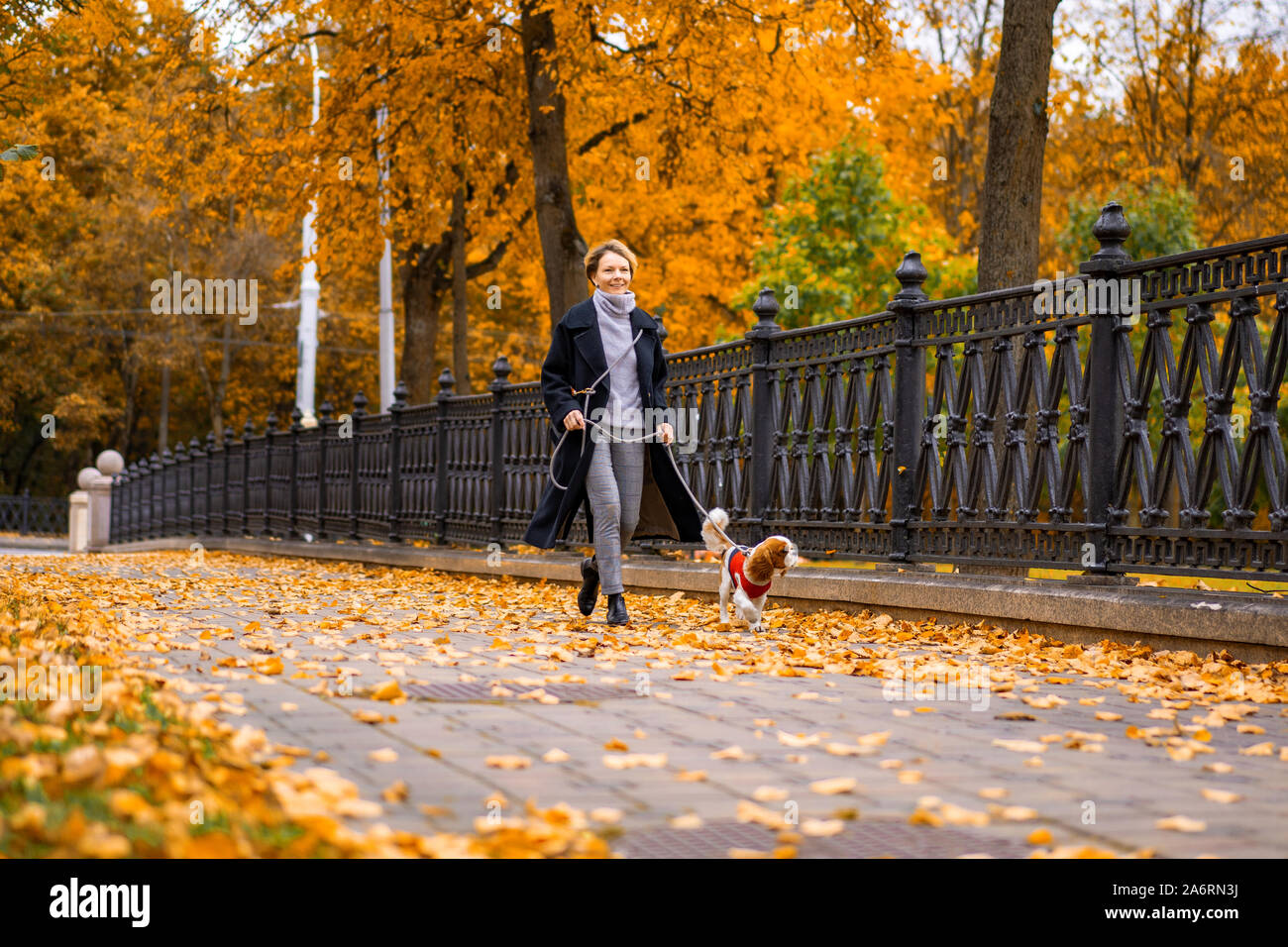 Femme marche en automne parc avec un Cavalier King Charles Spaniel chien Banque D'Images