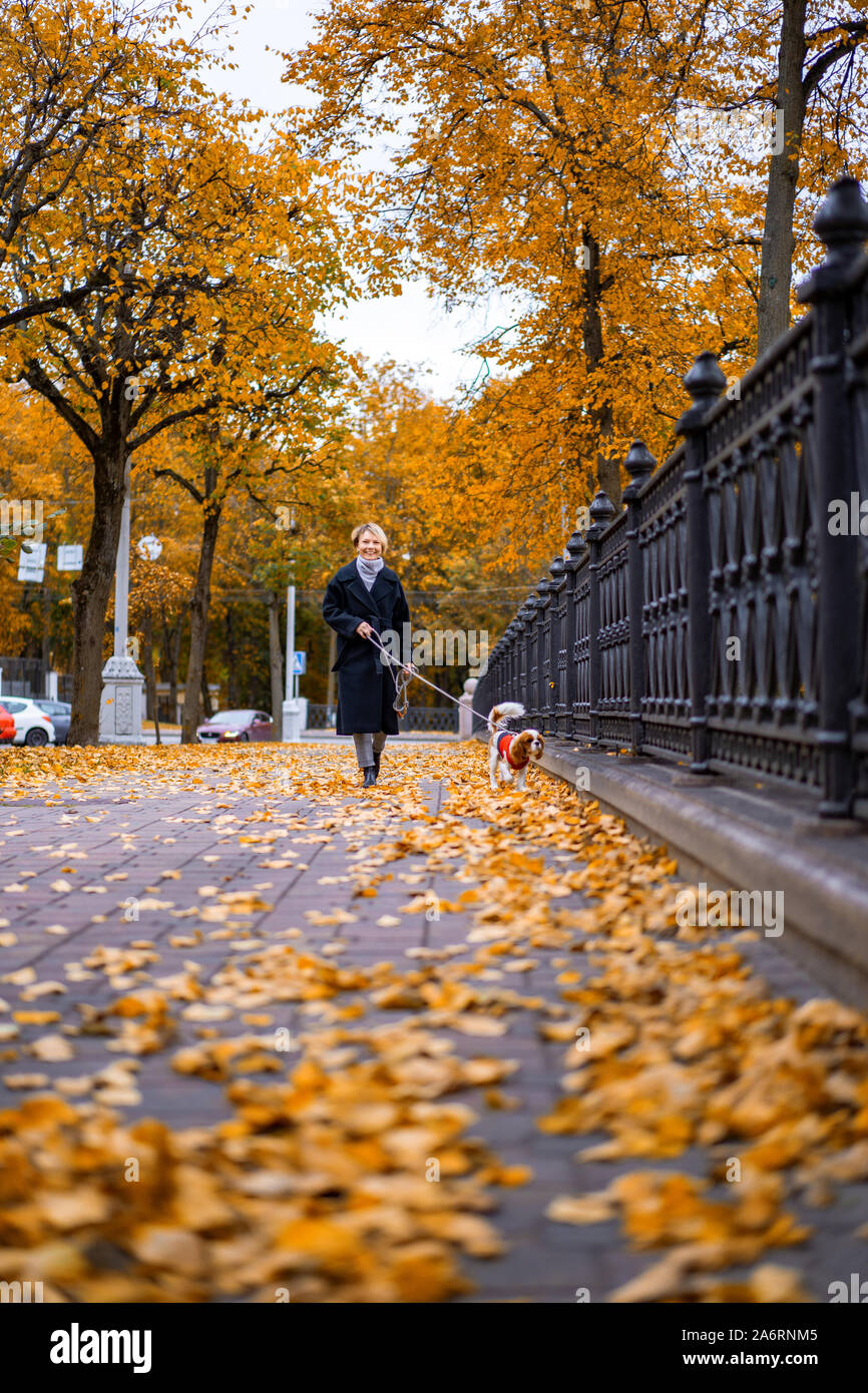 Femme marche en automne parc avec un Cavalier King Charles Spaniel chien Banque D'Images
