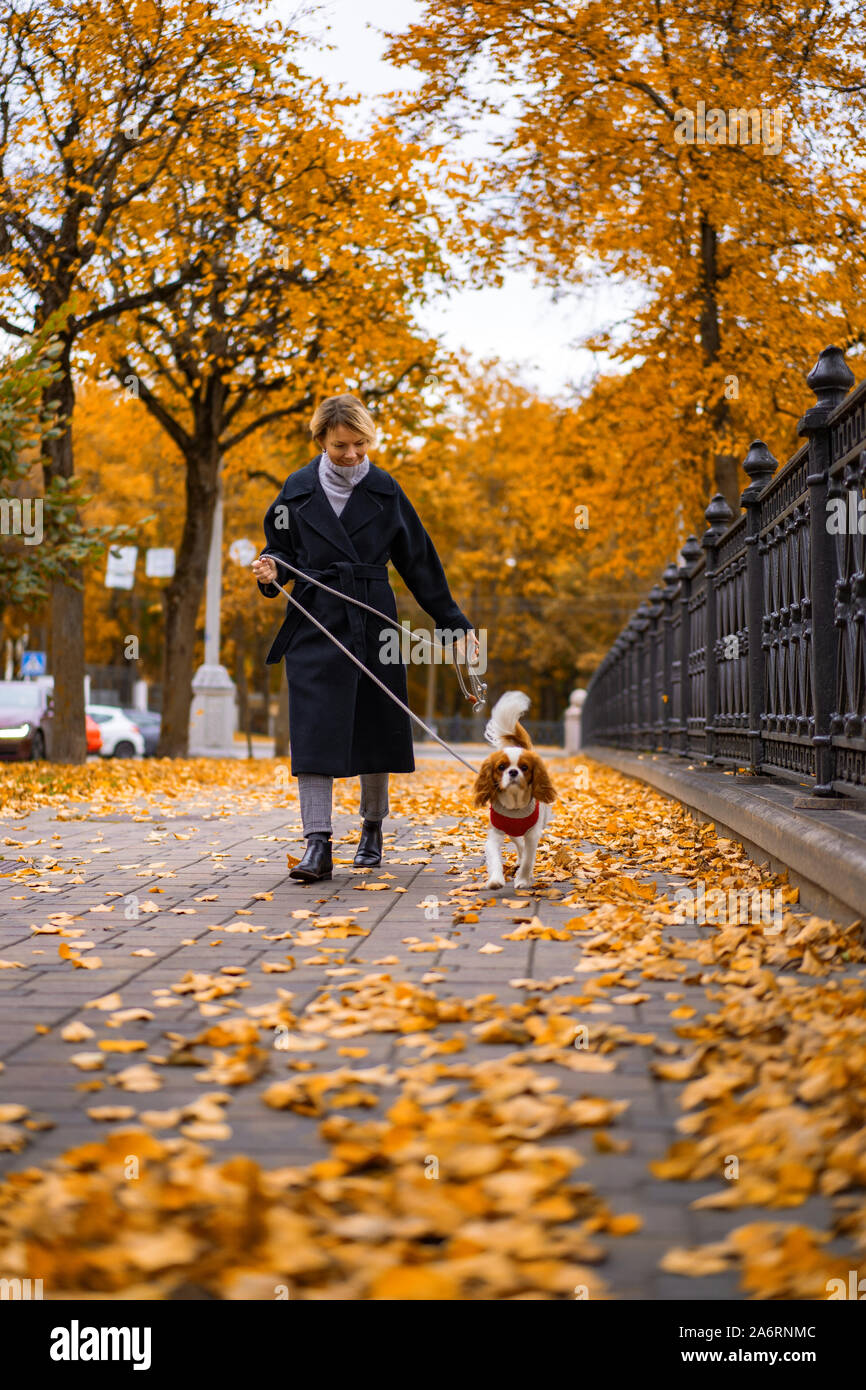 Femme marche en automne parc avec un Cavalier King Charles Spaniel chien Banque D'Images