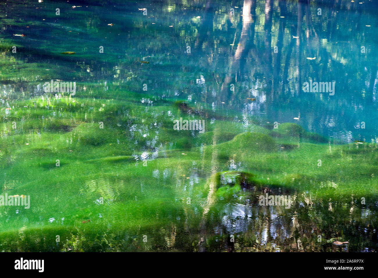 Chateau de Beaulon jardin, blue spring Banque D'Images