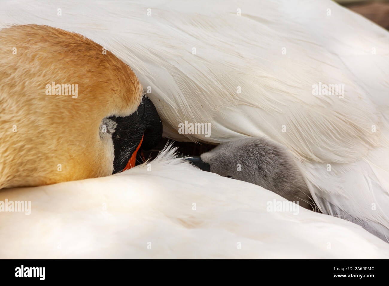 cygnet de cygnet de cygnet de cygnet caché sous l'aile de plumes blanches de la mère. Muet swans, Cygnus color, stylo avec bébé. Grand Canal, Dublin, Irlande Banque D'Images