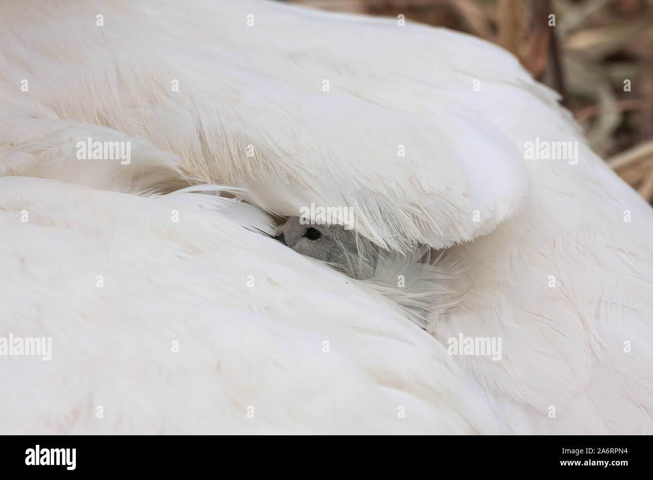 cygnet de cygne caché sous l'aile blanche à plumes de mère cygne. Grand Canal, Dublin, Irlande. Muet swans, Cygnus color, stylo avec bébé nouvellement éclos Banque D'Images