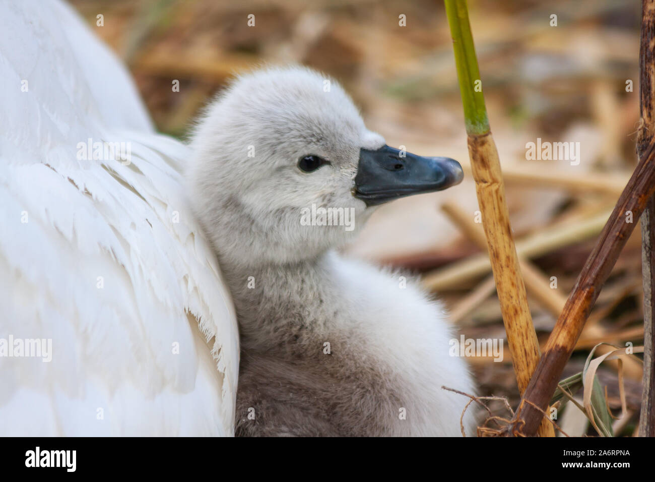 Cygnet Cygne Tubercule Cygnus Olor Signet Poussin S Appuie Contre Mere Stylo Sur Son Nid Au Grand Canal Dublin Irlande Fluffy Mignon Bebe Swan Avec Duvet Doux Photo Stock Alamy Cygnet Cygne Tubercule Cygnus Olor Signet Poussin S Appuie Contre Mere Stylo Sur Son Nid Au Grand Canal Dublin Irlande Fluffy Mignon Bebe Swan Avec Duvet Doux Photo Stock Alamy