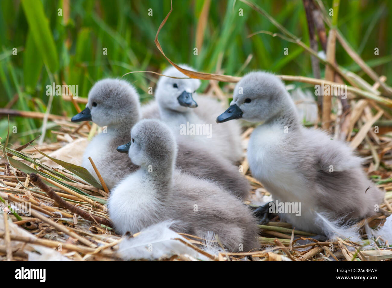 Bebe Cygne Muet Cygnets Logo Les Poussins Cygnus Olor Sur Son Nid Au Grand Canal Dublin Irlande Mignon Bebe Quatre Cygnes Avec Roseaux Vert En Arriere Plan Photo Stock Alamy