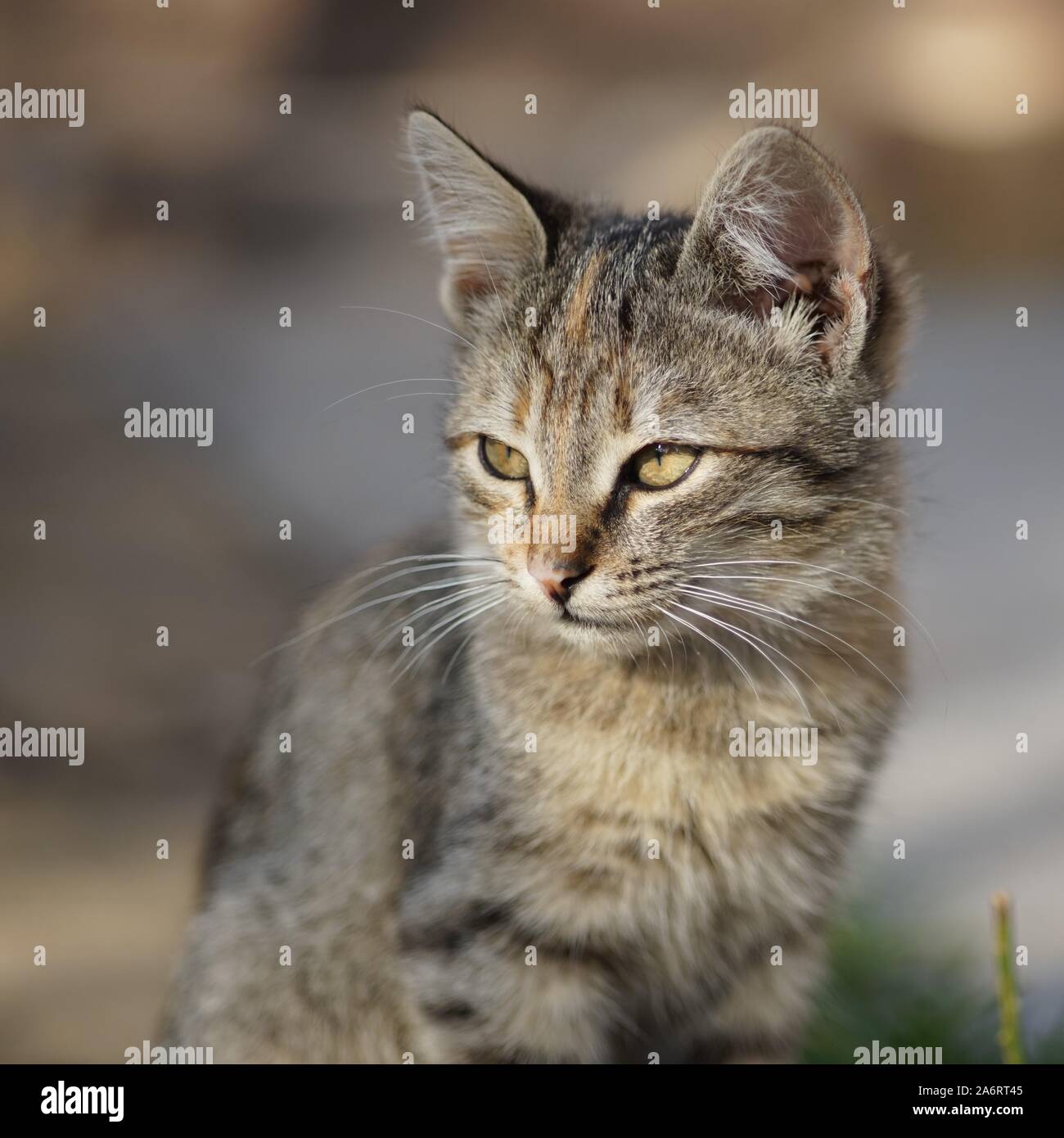Beau chaton se trouve à l'extérieur, portrait. Banque D'Images