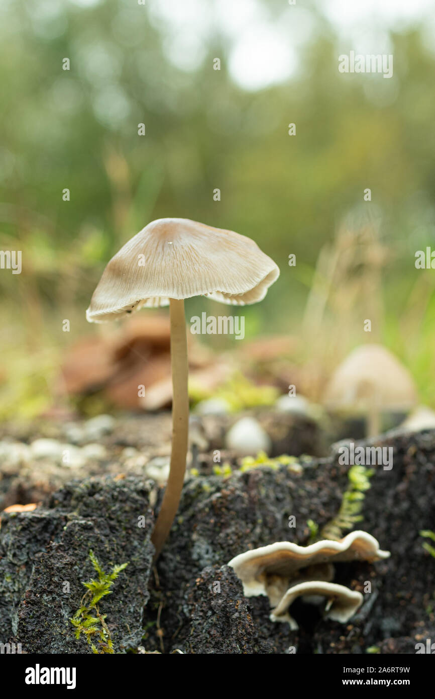 Petit champignon sur une souche d'arbre dans une clairière des bois, au Royaume-Uni, au cours de l'automne Banque D'Images