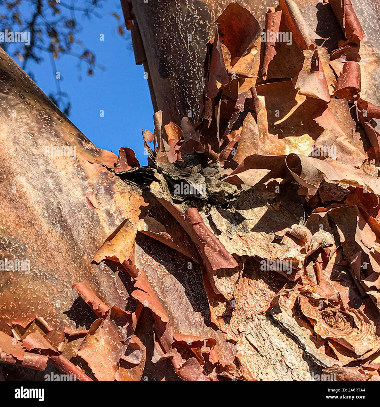 Paperbark maple, Acer griseum, Whidbey Island, Washington, USA Banque D'Images