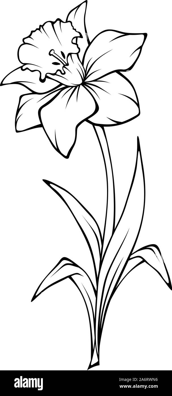 Narcissus flower isolated on white. Vector noir et blanc illustration. Illustration de Vecteur