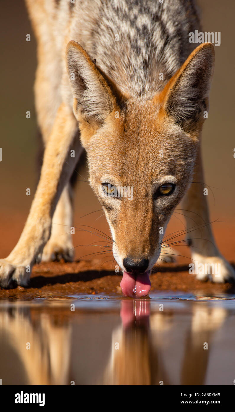 Le Chacal à dos noir (Canis mesomelas) boire, head shot, Karongwe Game Reserve, Limpopo, Afrique du Sud Banque D'Images