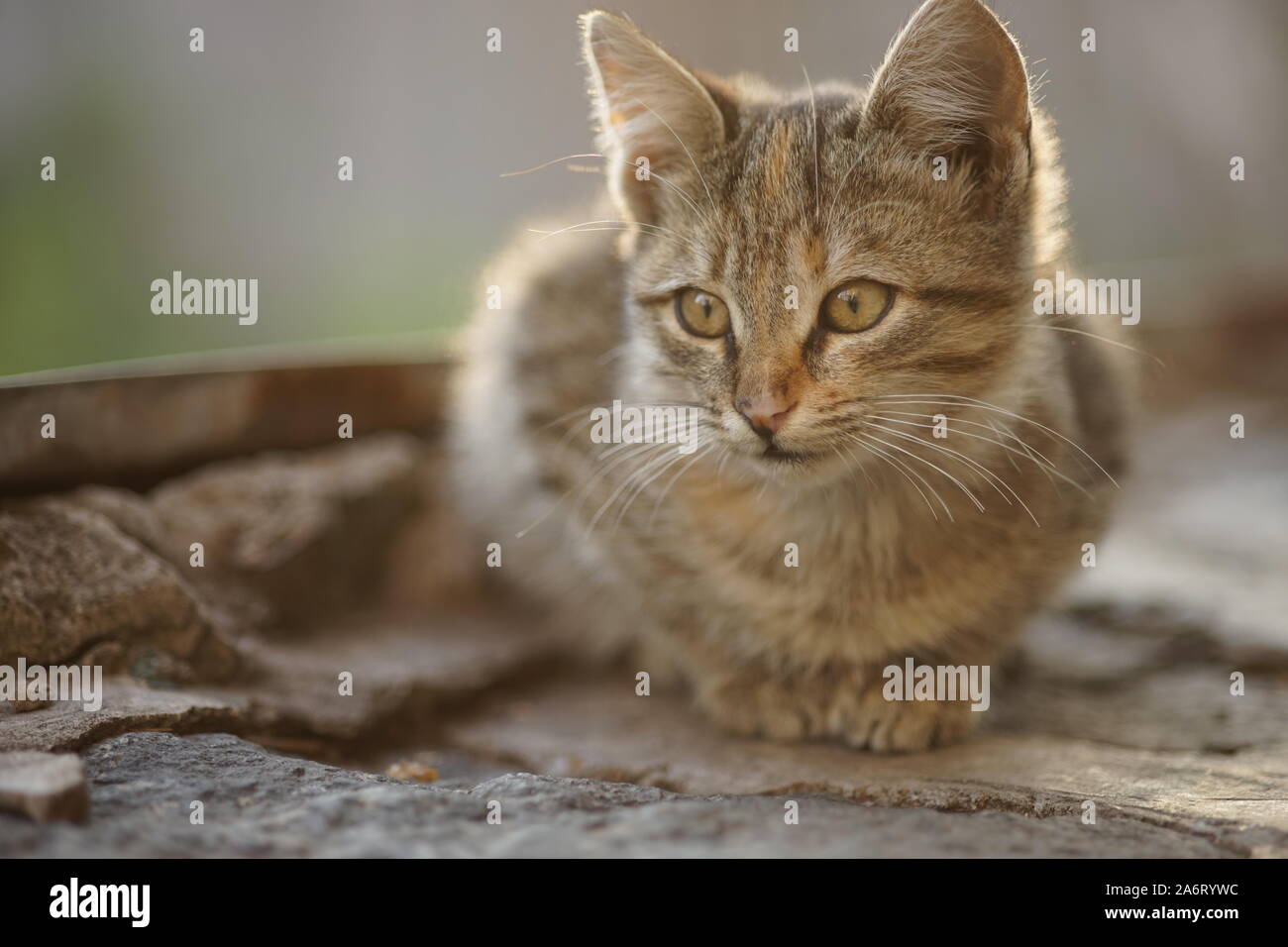 Cute cat vous détendre en plein air, portrait Banque D'Images