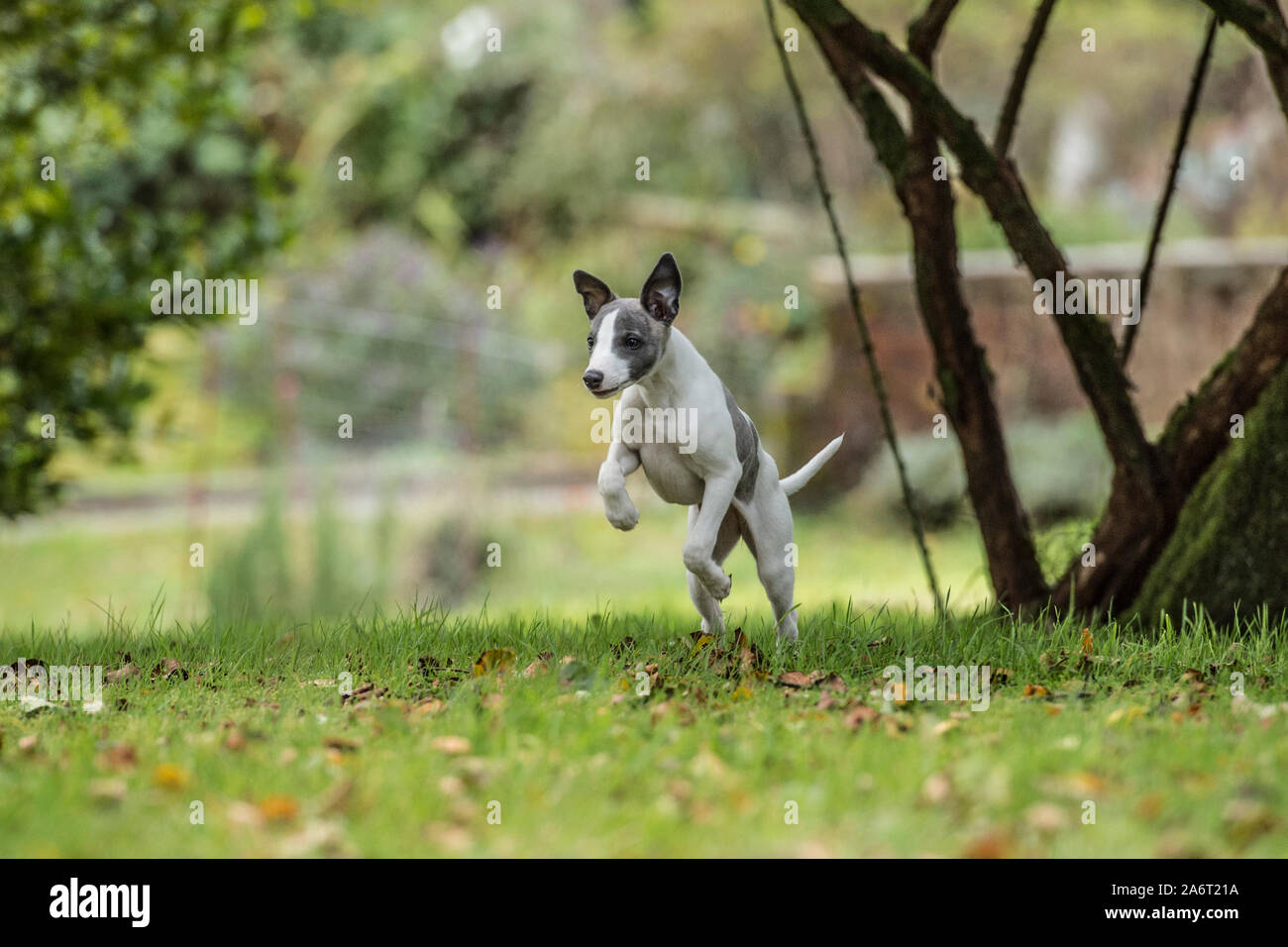 Pedigree chiot whippet Banque D'Images