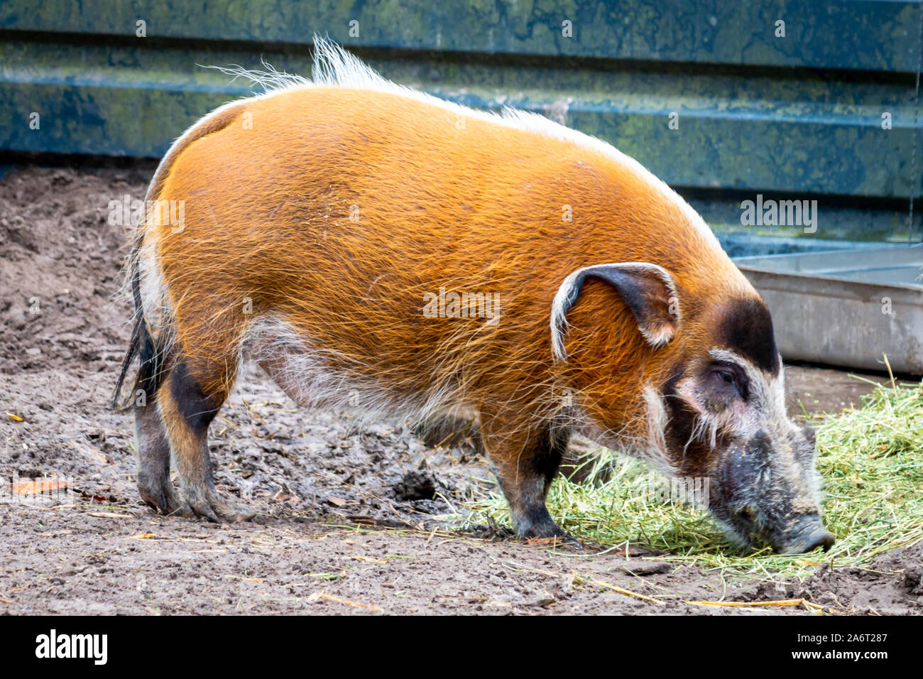 Belle de porcs la rivière Rouge, un cochon avec de très belles couleurs normalement vu en Afrique de l'ouest et en Afrique du Sud Banque D'Images