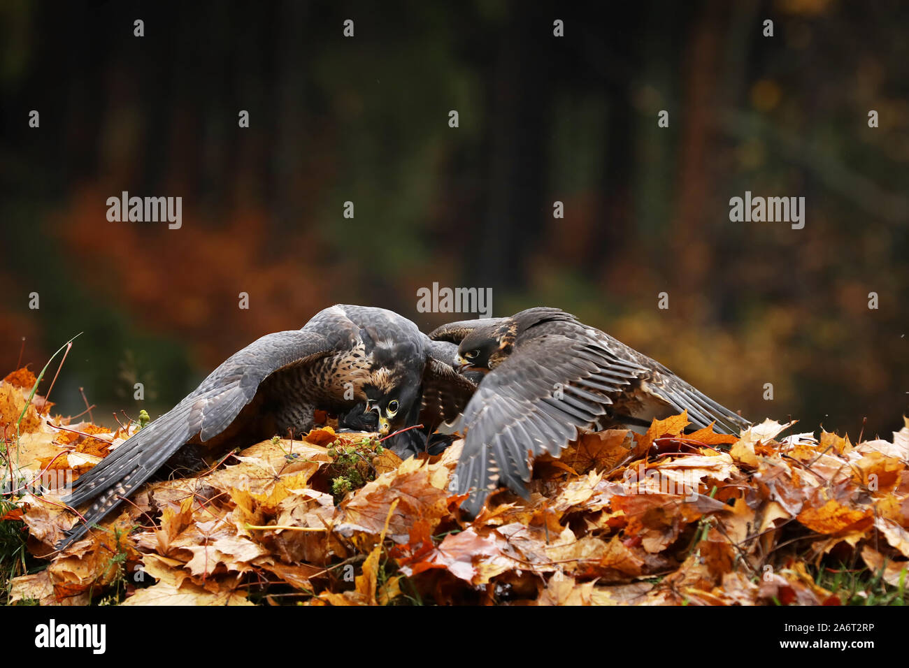 Paire d'Autour des palombes avec les proies dans la forêt - Accipiter gentilis Banque D'Images