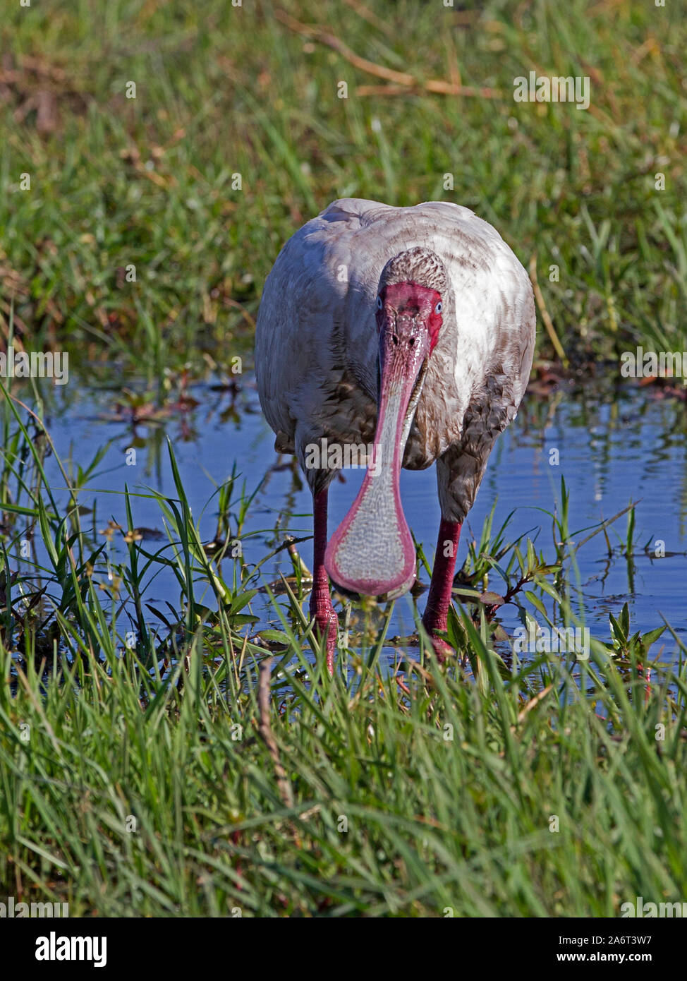 Spatule d'Afrique debout Banque D'Images