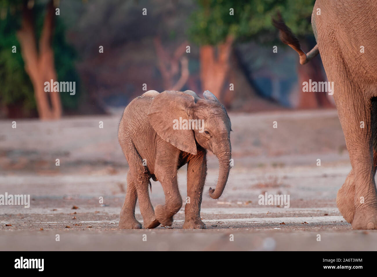 Elephant Baby Drinking Milk Banque D Image Et Photos Alamy