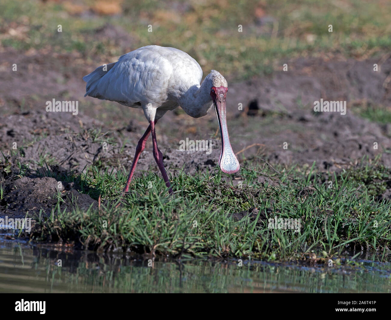 Spatule d'Afrique walking Banque D'Images