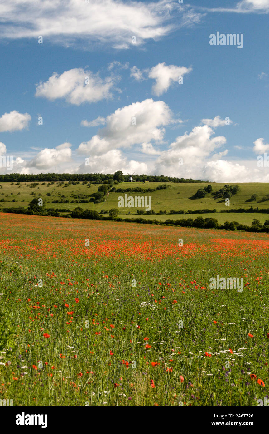 Une scène d'été d'une prairie en friche de coquelicots rouges près du village de Turville ( célèbre plat emplacement pour la mi-été, meurtres et vicaire de Dibley dans Banque D'Images