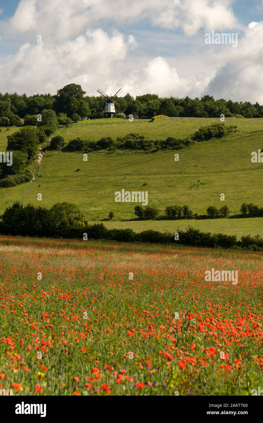 Une scène d'été d'une prairie en friche de coquelicots rouges près du village de Turville ( célèbre plat emplacement pour la mi-été, meurtres et vicaire de Dibley dans Banque D'Images