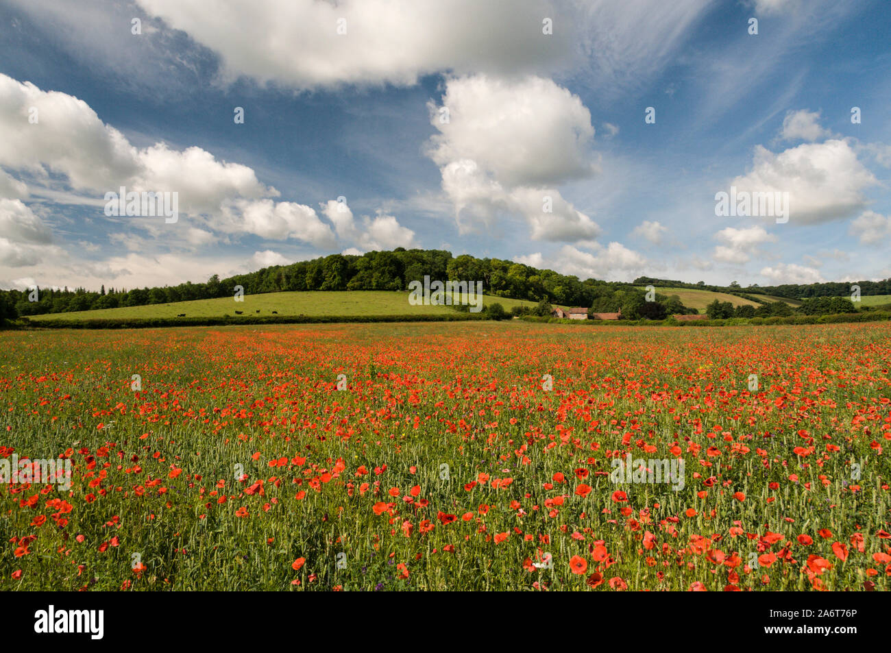 Une scène d'été d'une prairie en friche de coquelicots rouges près du village de Turville ( célèbre plat emplacement pour la mi-été, meurtres et vicaire de Dibley dans Banque D'Images