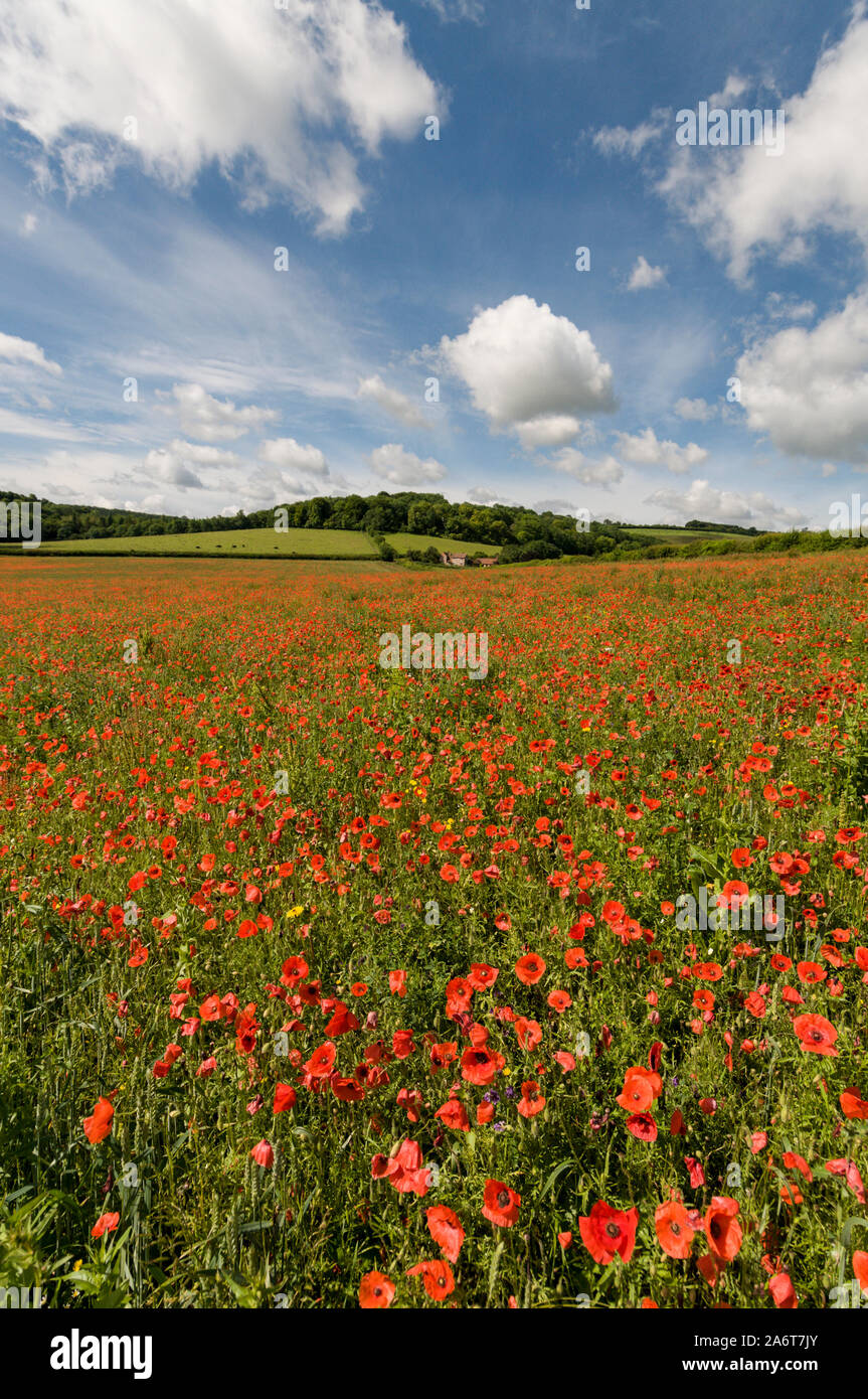 Une scène d'été d'un prairie de coquelicots rouges près du village de Turville ( célèbre plat emplacement pour la mi-été, meurtres et vicaire de Dibley j Banque D'Images