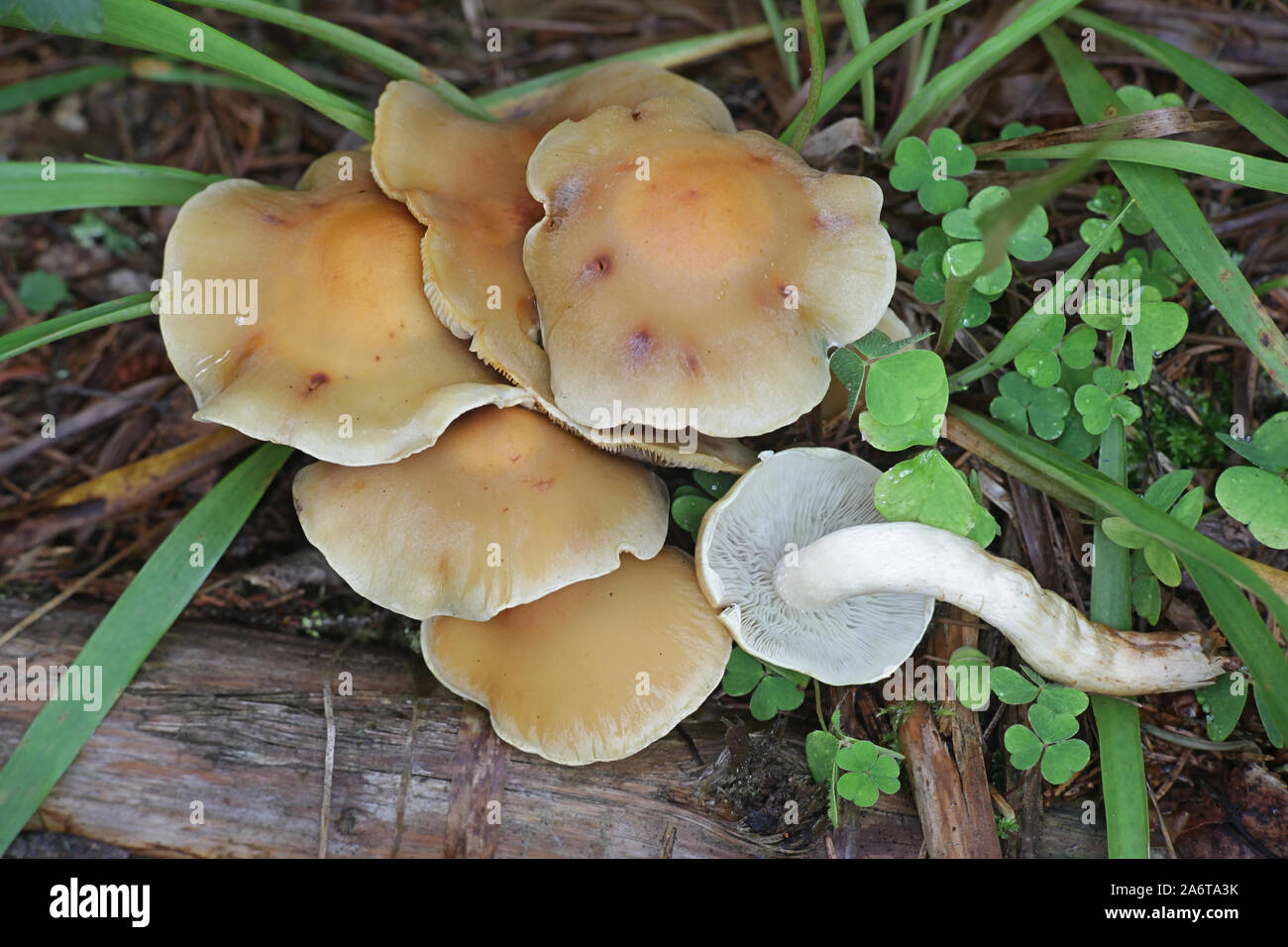 Hypholoma capnoides, la touffe de conifères, de champignons sauvages en Finlande Banque D'Images