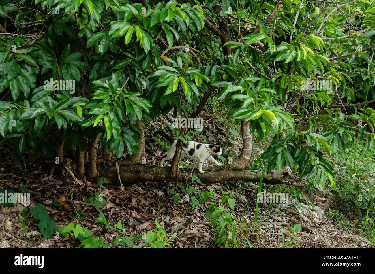 Tronc d'arbre jeune chat noir et blanc Banque de photographies et d — free download