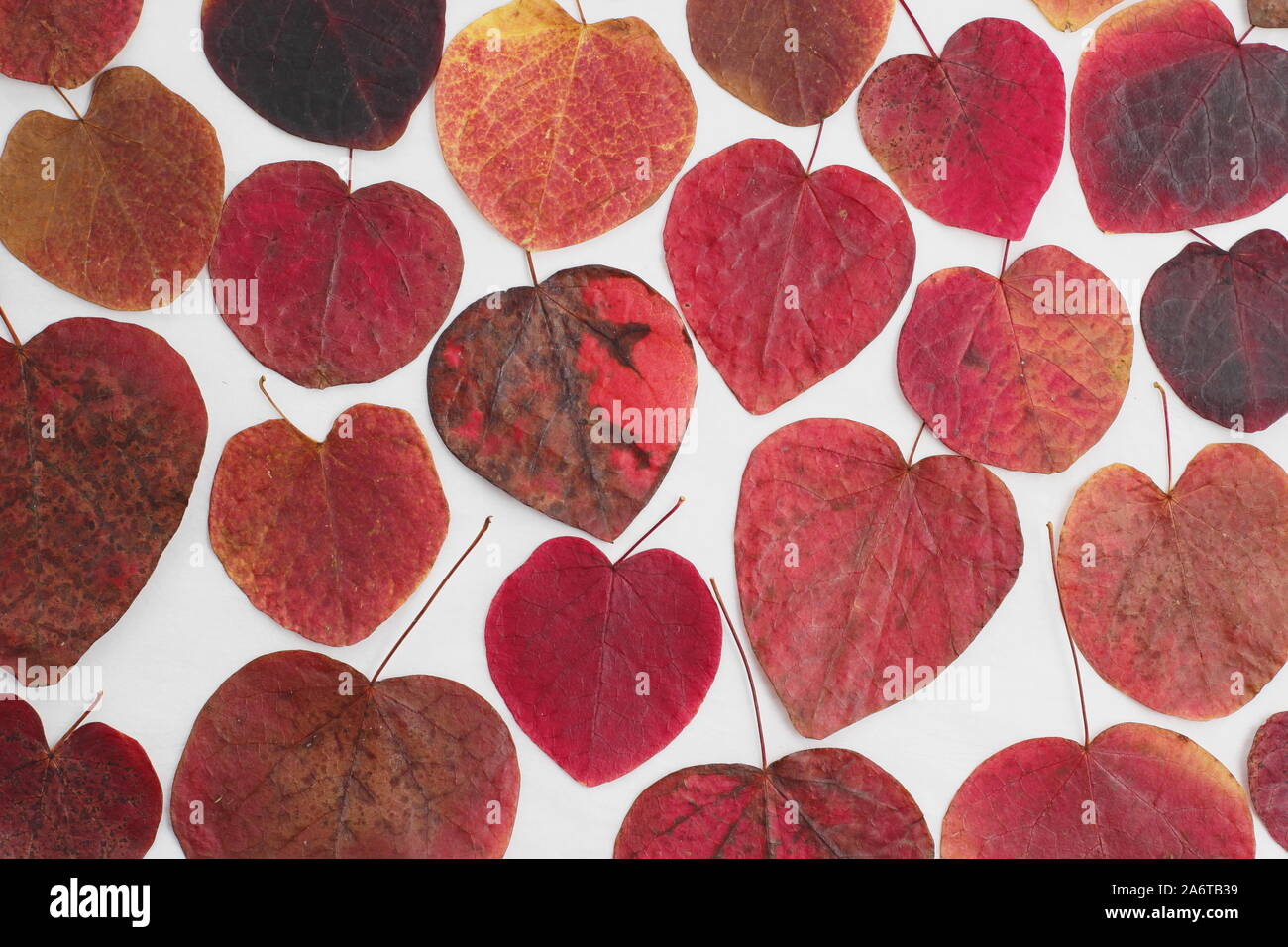 Les feuilles en forme de coeur de Cercis canadensis 'Forest Pansy' affichant des tons automnaux sur fond blanc Banque D'Images