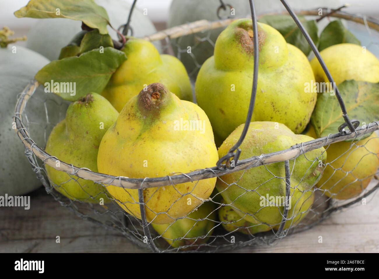 Cydonia oblonga 'Vranja'. Quince fruits dans un panier métallique pour faire de la gelée. UK Banque D'Images