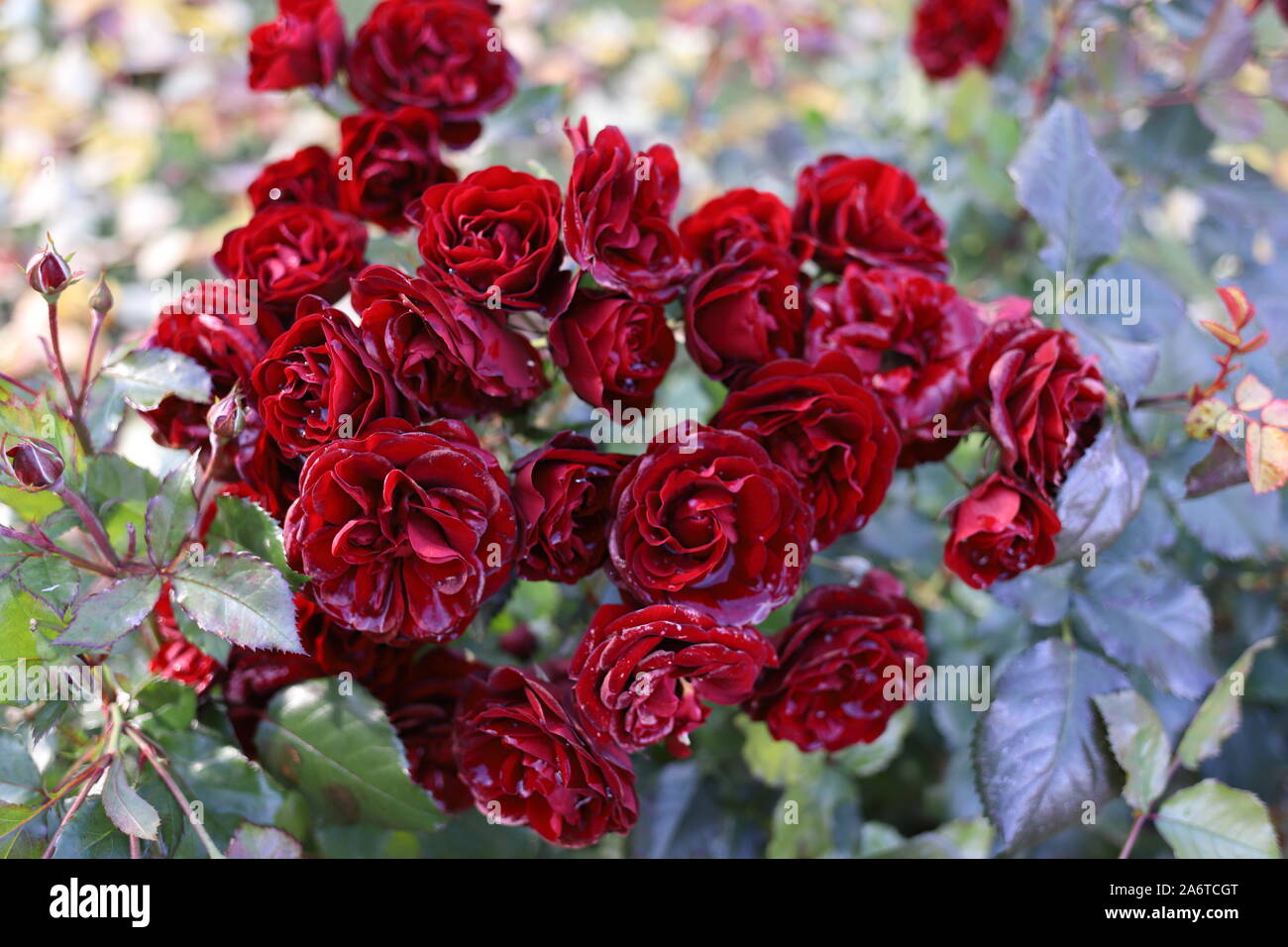 De belles roses rouges sang dans le jardin. Gouttes de pluie comme cristaux sur les pétales, taches de soleil. Photo de fond romantique. Mariage, Saint Valentin da Banque D'Images