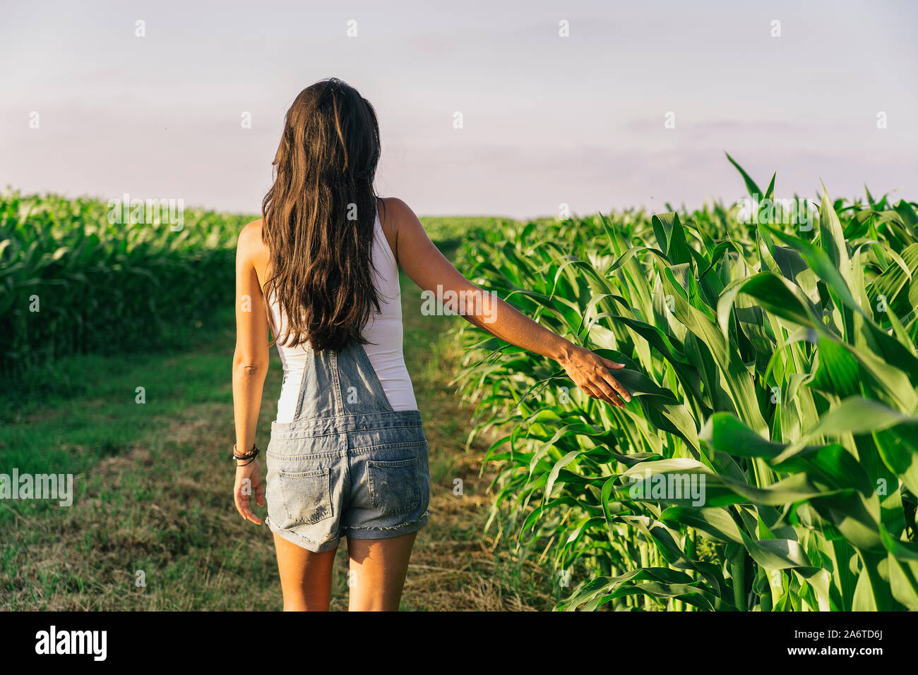 La productrice d'une promenade dans un champ de maïs biologique au coucher du soleil en Galice, Espagne Banque D'Images